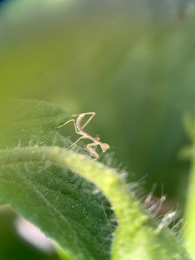 Baby mantis