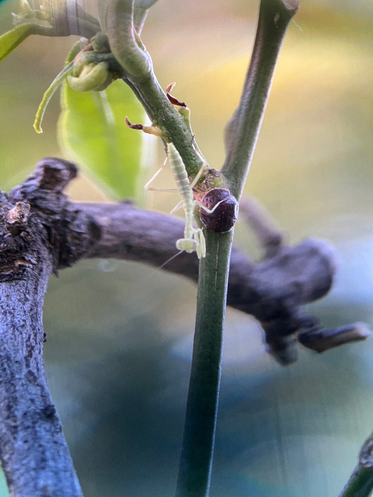 Mantis nymph