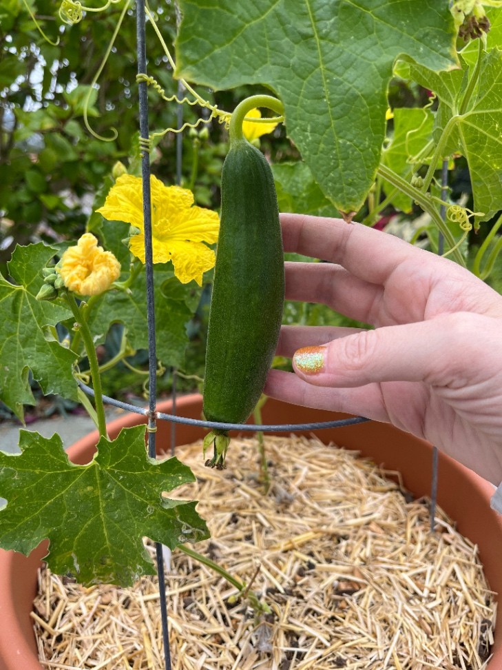 My luffas are starting!