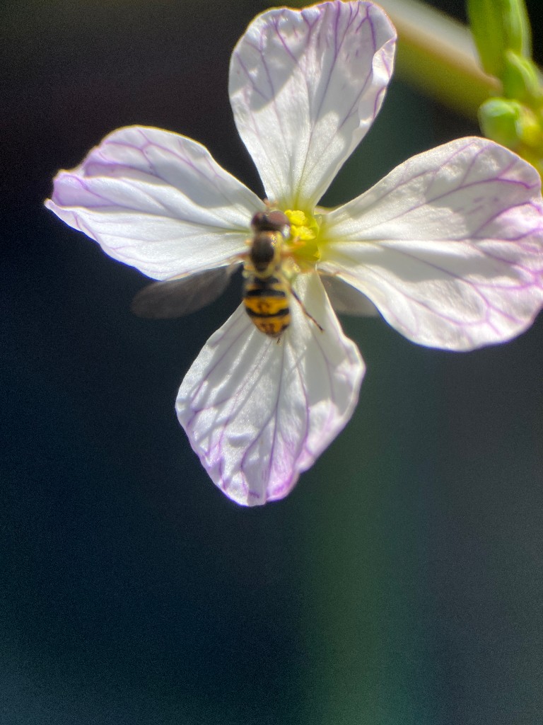 Calligrapher fly on a radish flower