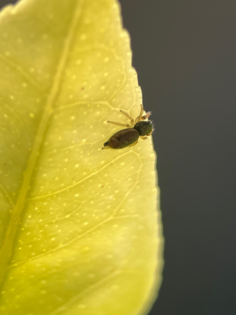 Buttonhook Leafbeetle Jumping Spider (Sassacus vitis)
