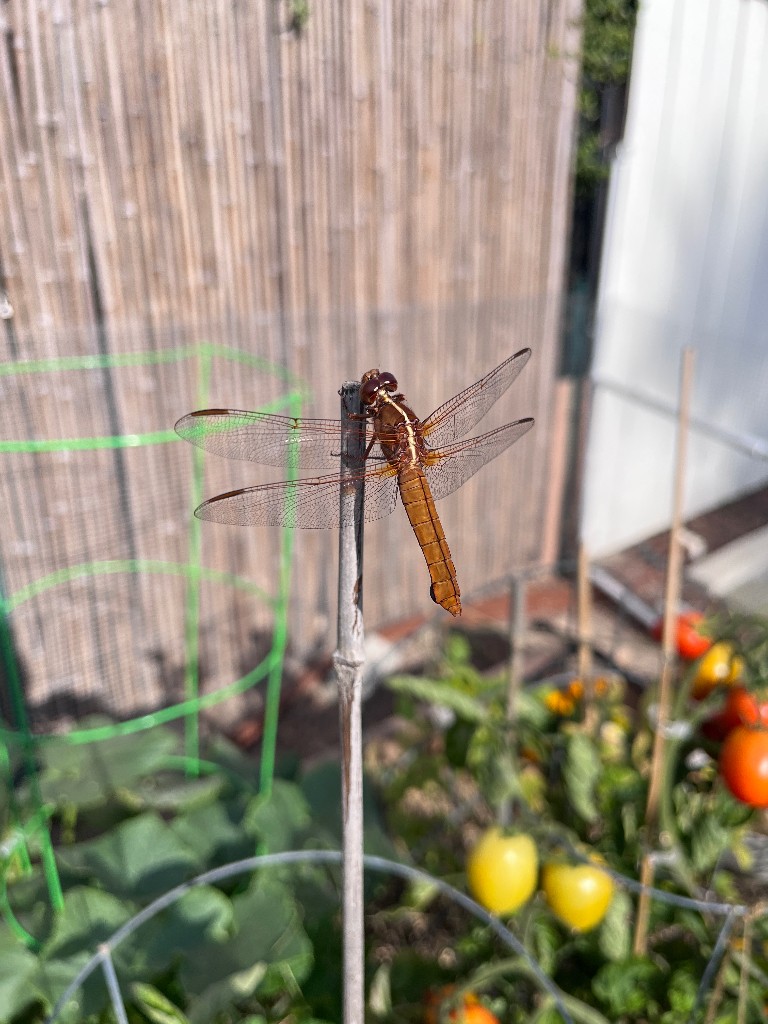 Neon skimmer (Libellula croceipennis)