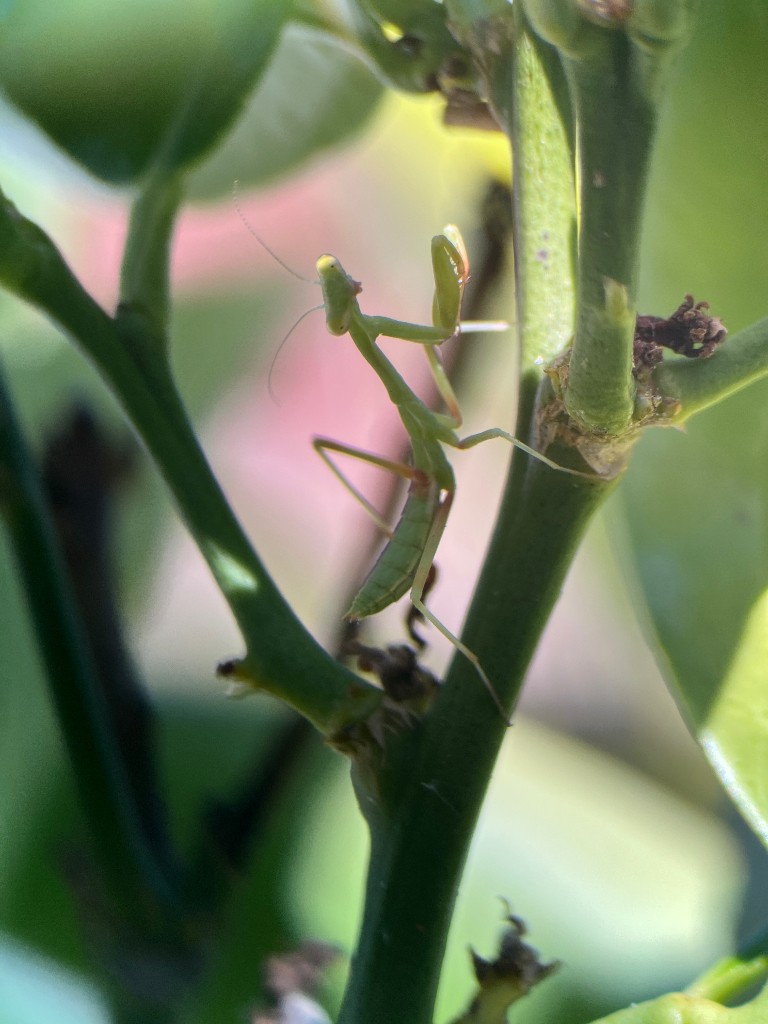 Baby mantis