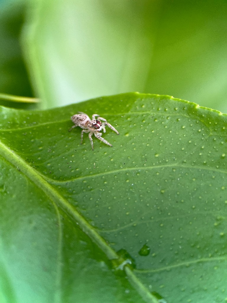 Little jumping spider