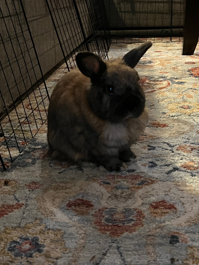 I see all of your organically grown doggos and anti-ai cats. I raise you an all natural smol bunny girl