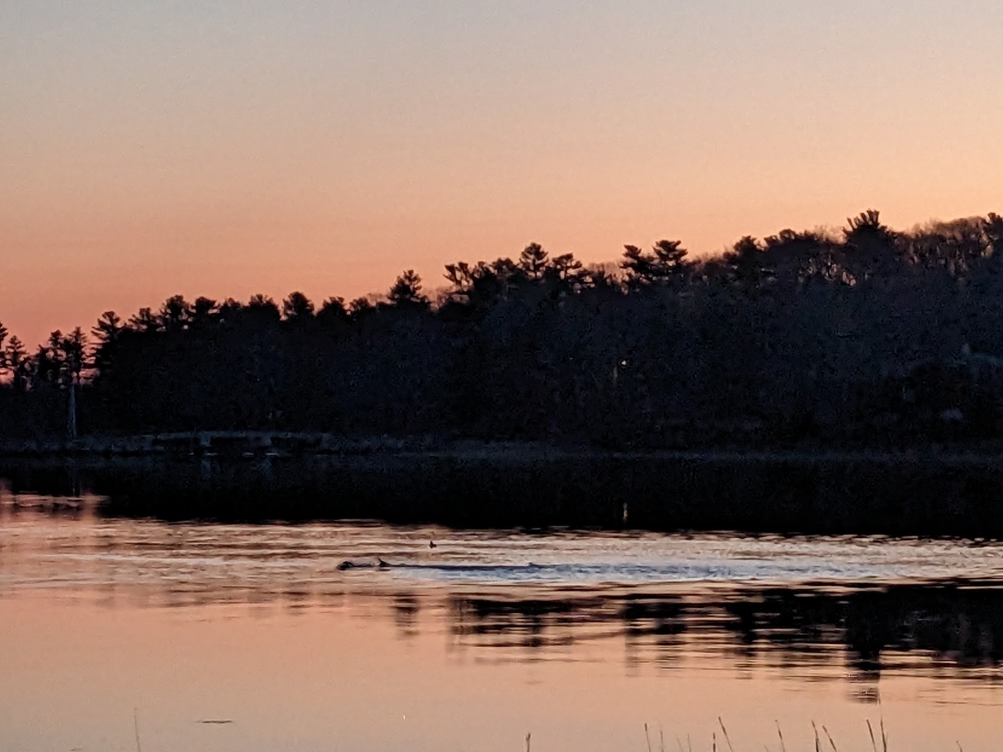 Waterfowl making small waves in the water, reflecting a sunset
