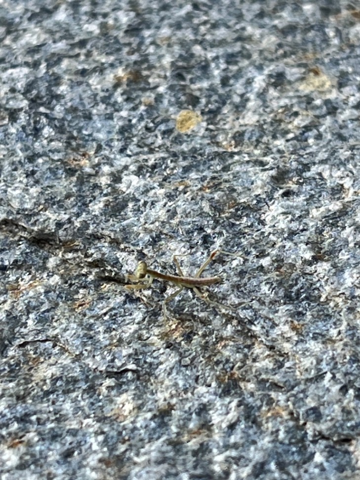 Itty bitty teeny tiny baby mantis