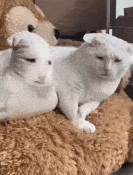 White cat next to a pillow with its face on it that is falling down