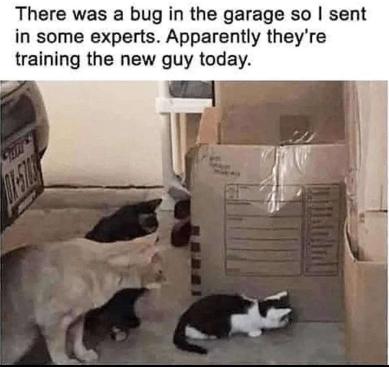An image of two cats watching a third, smaller cat peer around some boxes. The image is captioned "There was a bug in the garage so I sent in some experts. Apparently they're training the new guy today."