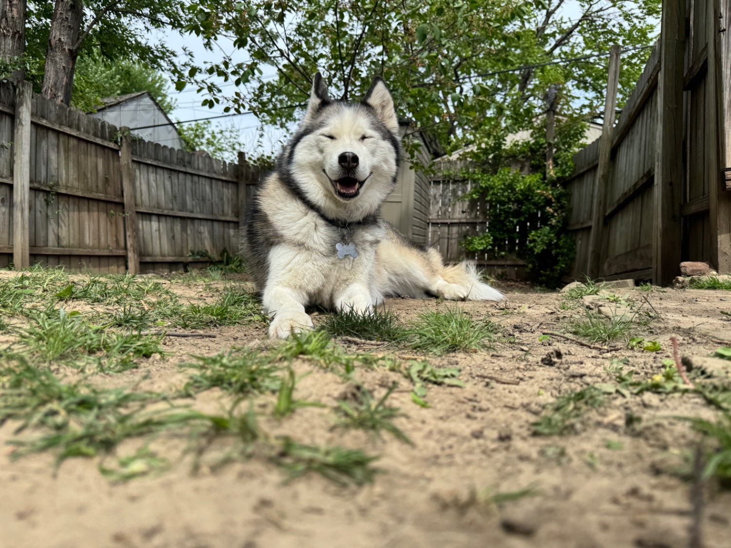 A husky laying in a sparsely grassed yard.