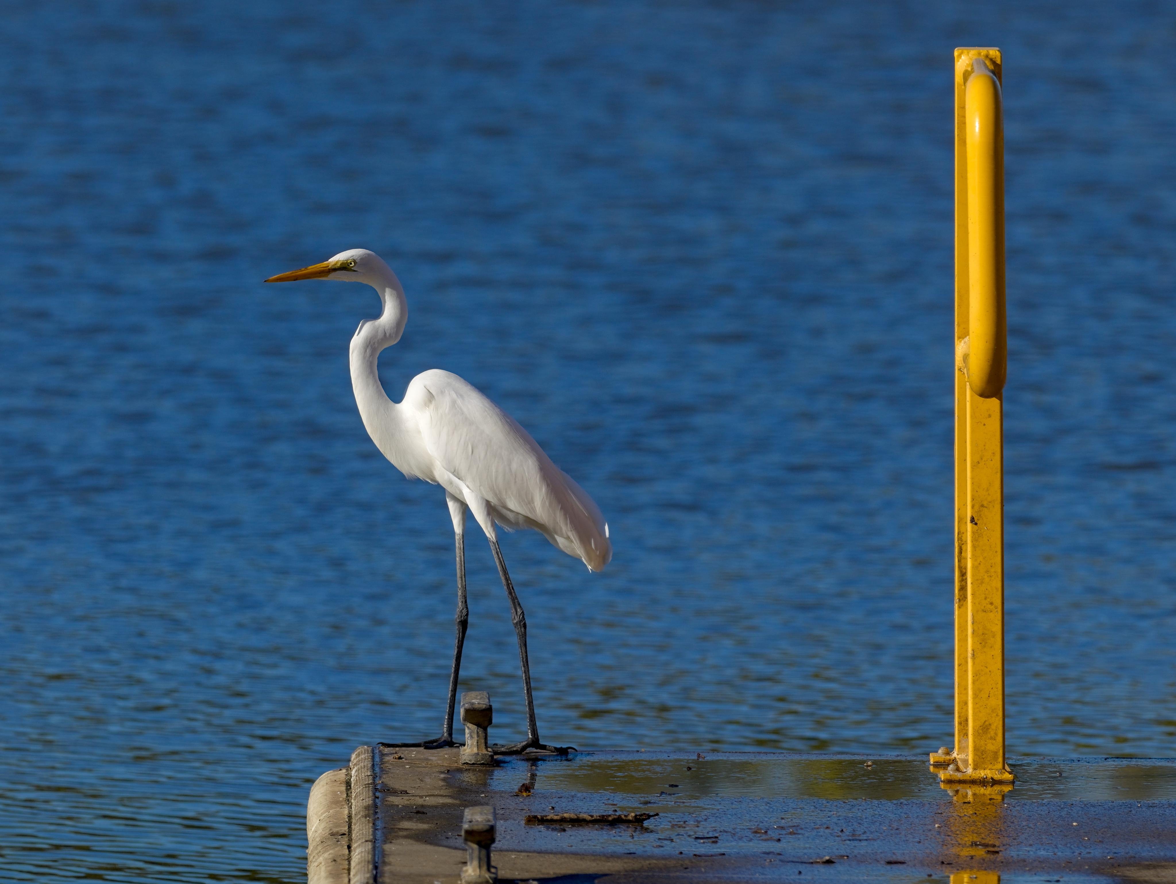 A Great Egret stands on a metal pontoon against a background of blue water. To the right of the bird, a bright yellow metal railing rises vertically from the pontoon.