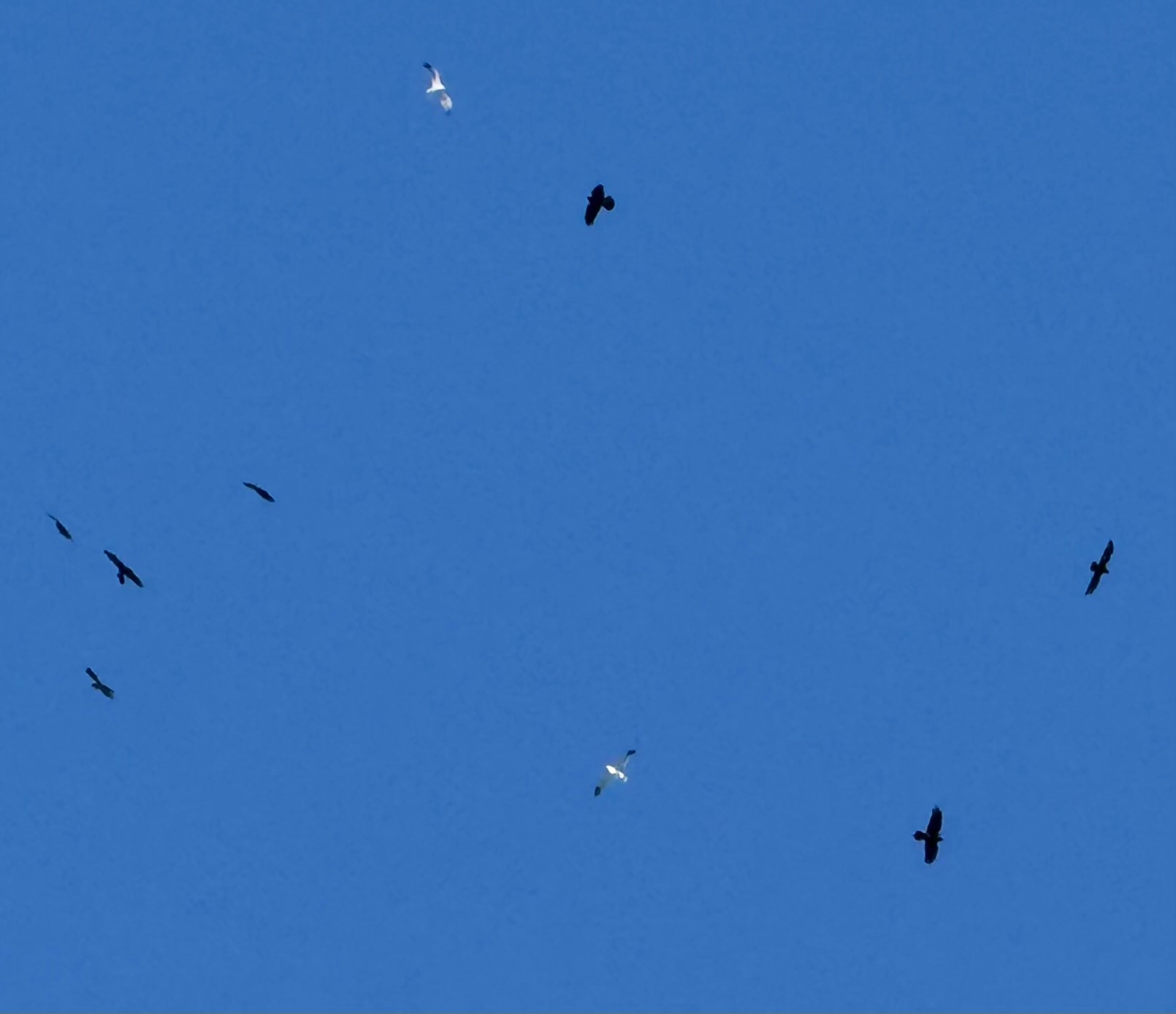 7 ravens and 2 gulls soar together in a light blue sky