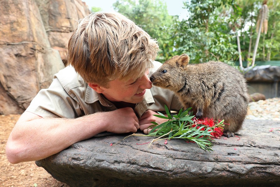 Quokka