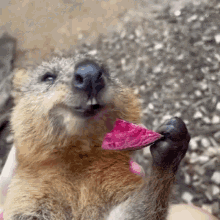 Quokka