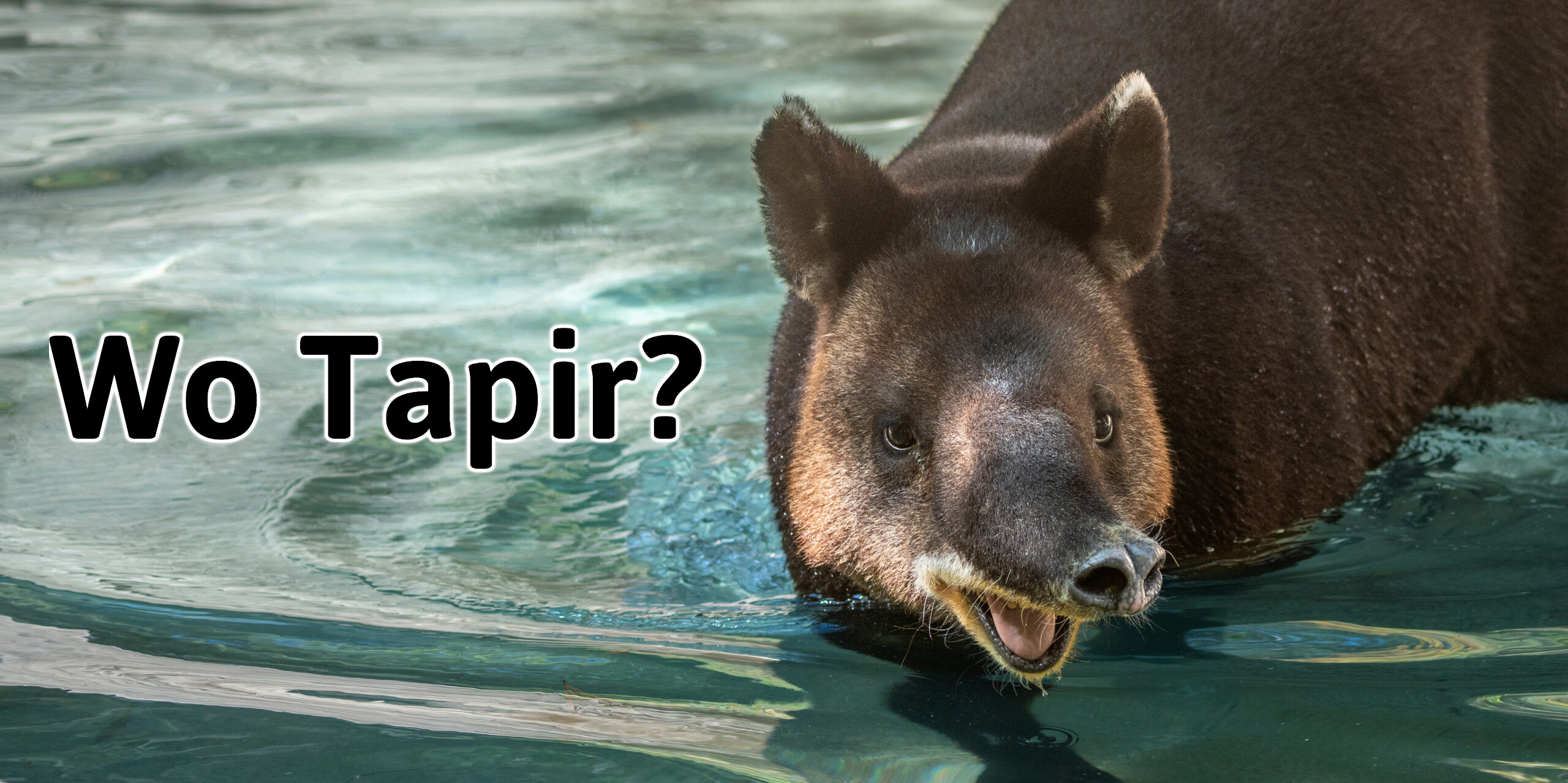 Wo Tapir?