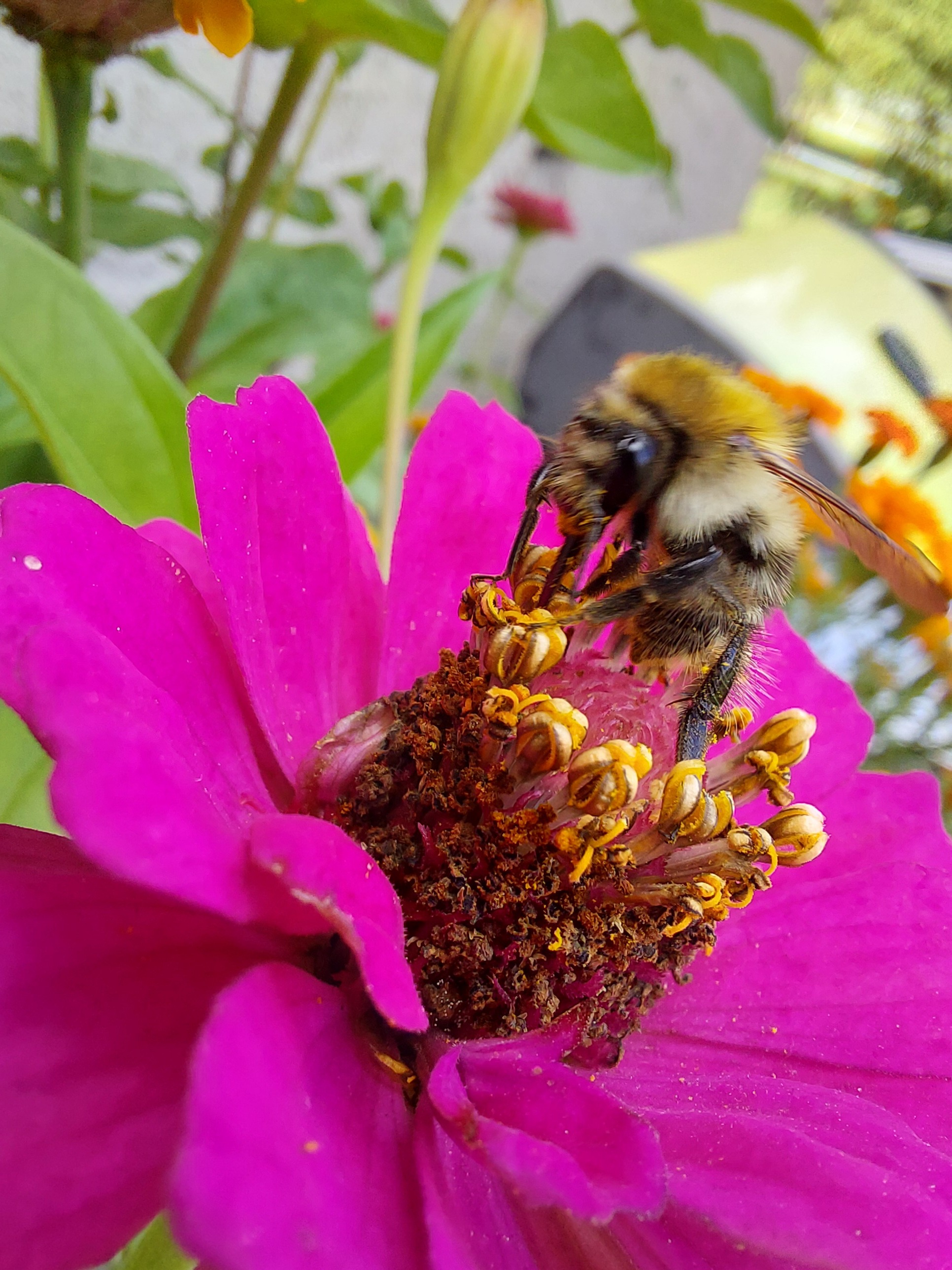 Bee face Bee face