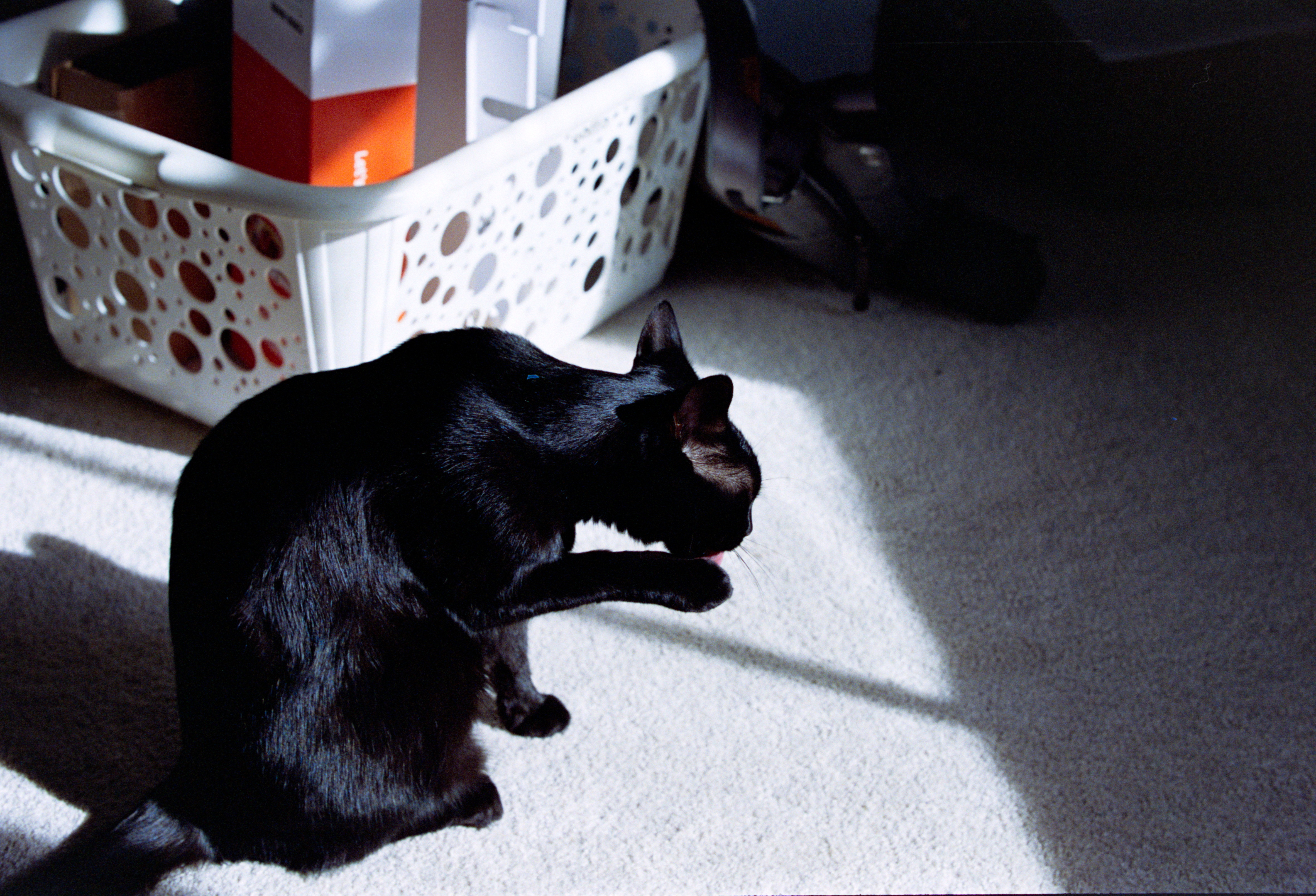 a black cat grooms herself