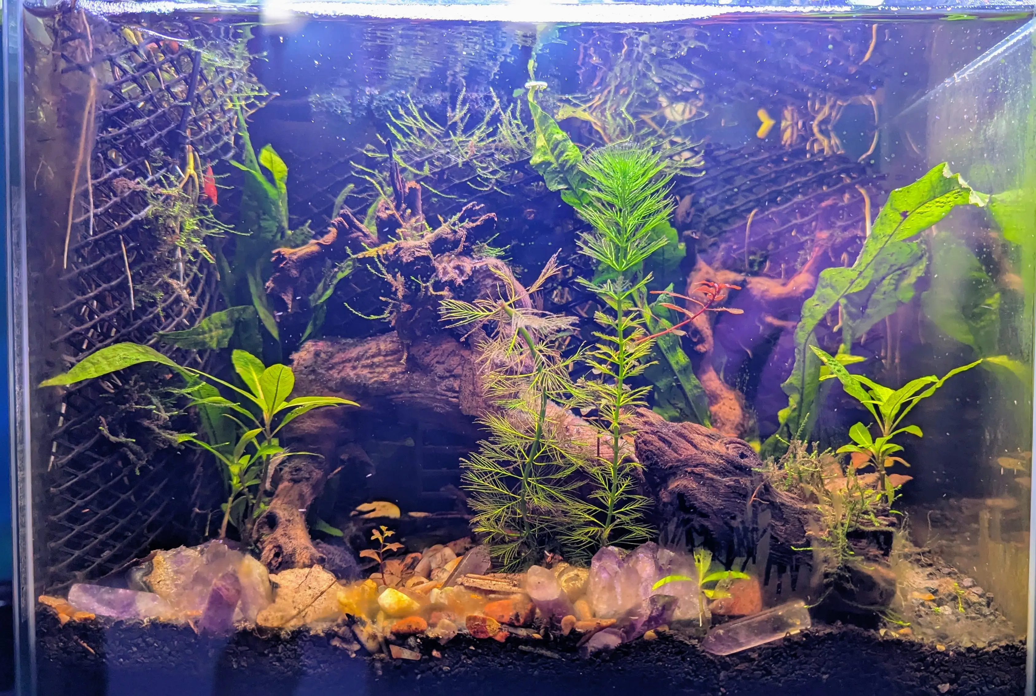 Close up image of the side of Herbert the mystery snail. He has brown grain like clumps attached to his side. Second photo is zoomed out of first at slightly different angel. Third is a full tank setup showing a riparium 5 gallon nano tank with tannin rich water, serval pieces of drift wood, amethyst clusters and tons of live plants.