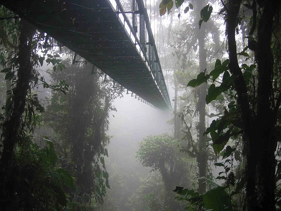 A skywalk leading through a foggy forest