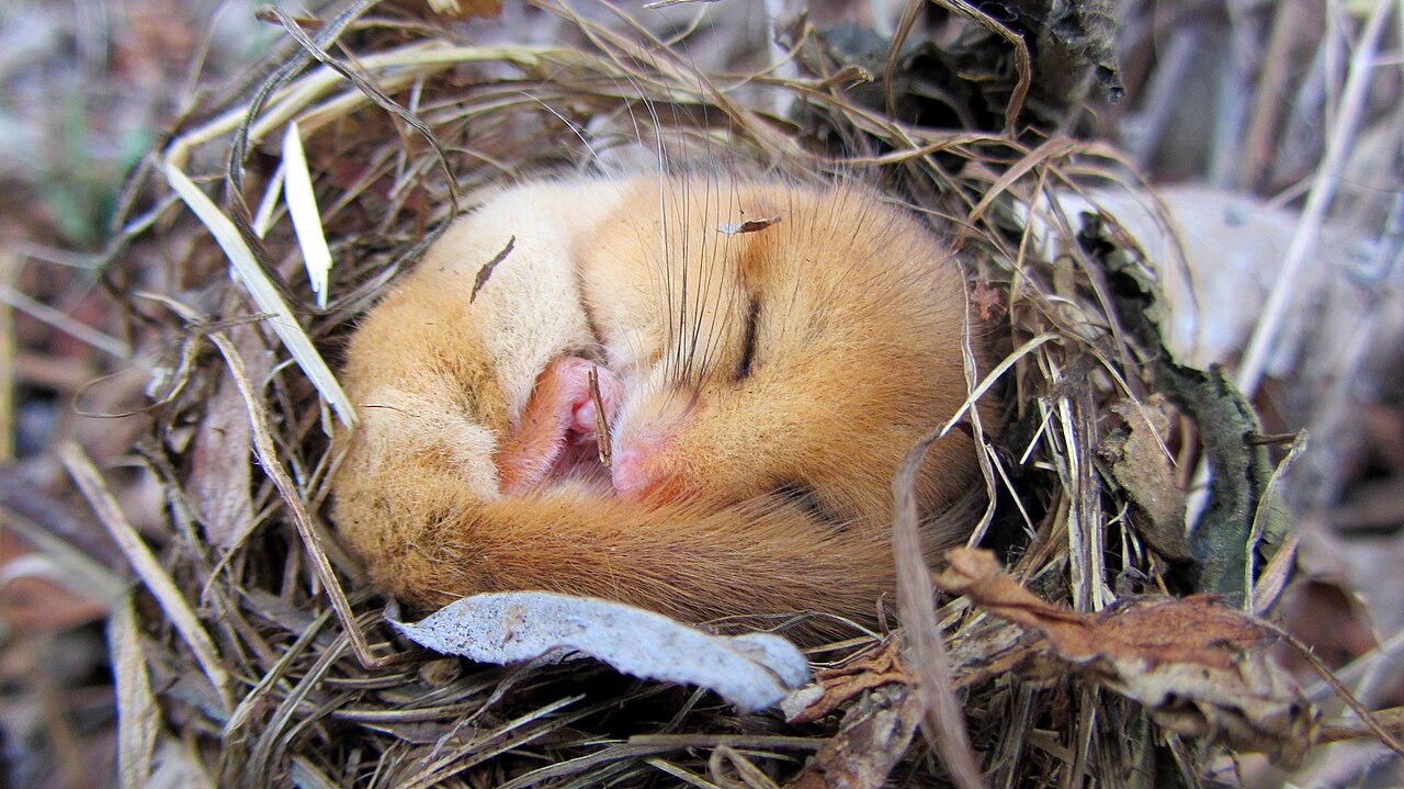 A hazel dormouse or common dormouse (Muscardinus avellanarius) during hibernation found in a bird box. Central Germany end of march. CC BY-SA 4.0 Zoë Helene Kindermann