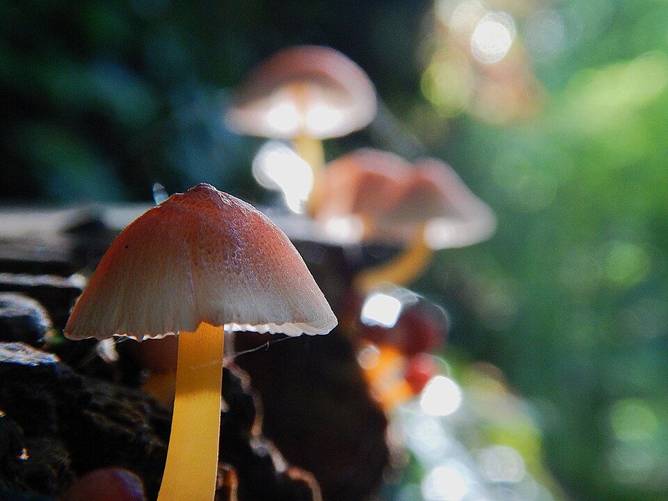 #2: The 'beautiful bonnet' fungus.jpg