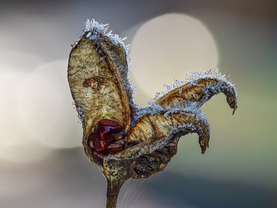 #4: Roseneibisch (Hibiscus moscheutos) Raureif-20211221-RM-121413.jpg