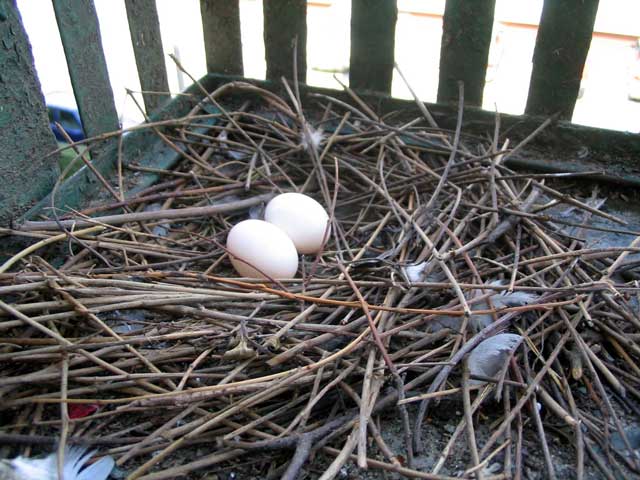 Picture of a feral Columba Livia's flimsy nest with two eggs