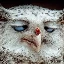 delirious_owl
