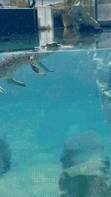 Gator float