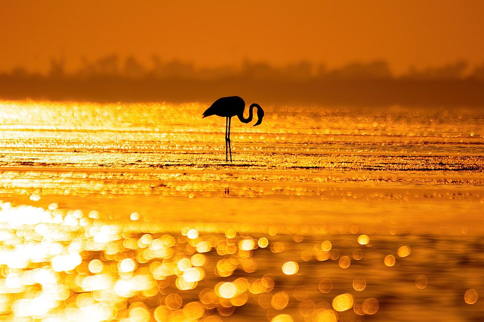 #3: Flamingo in Golden Hour.jpg