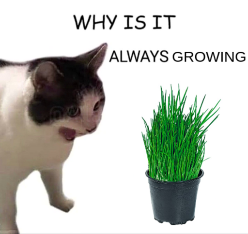 Meme showing upset cat looking at a pot of chives with the text "Why is it always growing?".